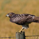Red tail 